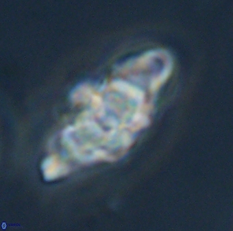 Discoaster diplasiastike 32531