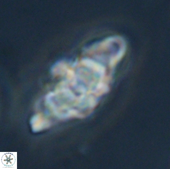 Discoaster diplasiastike 32531