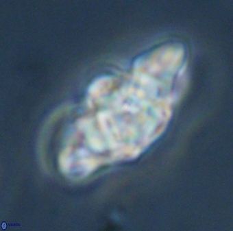 Discoaster diplasiastike 32533