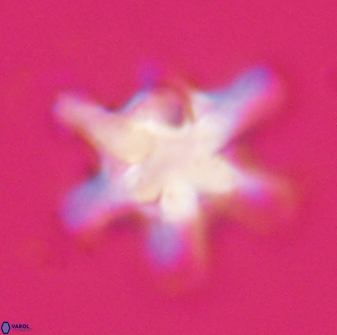 Discoaster diplasiastike 32534