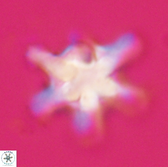 Discoaster diplasiastike 32534