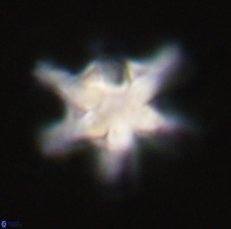 Discoaster diplasiastike 32535