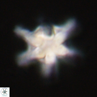 Discoaster diplasiastike 32535