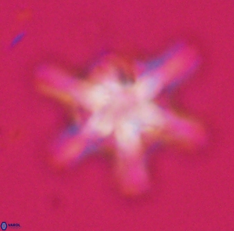 Discoaster diplasiastike 32536