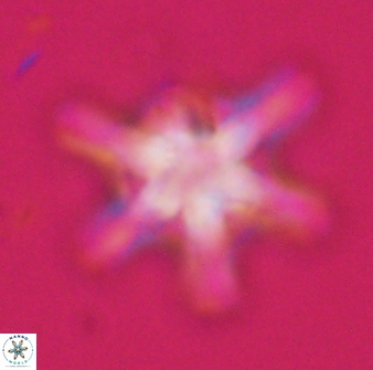 Discoaster diplasiastike 32536