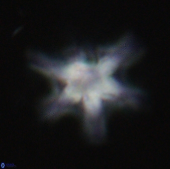 Discoaster diplasiastike 32537