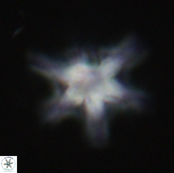 Discoaster diplasiastike 32537