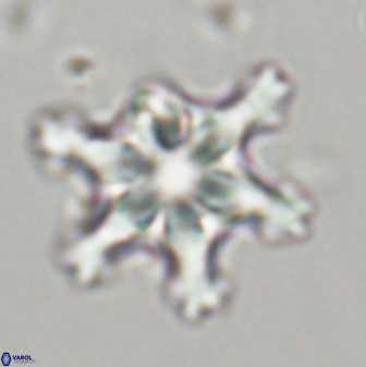 Discoaster diplasiastike 32541