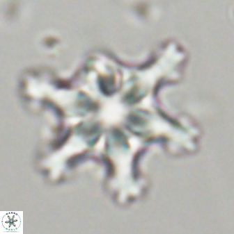 Discoaster diplasiastike 32541