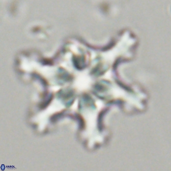 Discoaster diplasiastike 32526