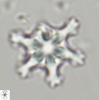 Discoaster diplasiastike 32526
