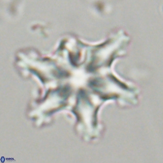 Discoaster diplasiastike 32543