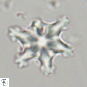 Discoaster diplasiastike 32543