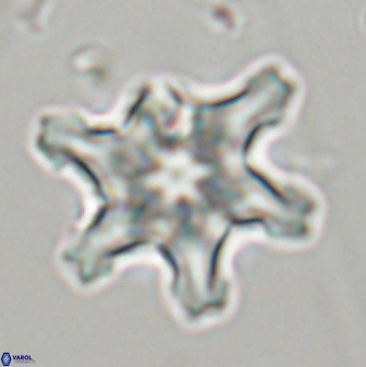 Discoaster diplasiastike 32544