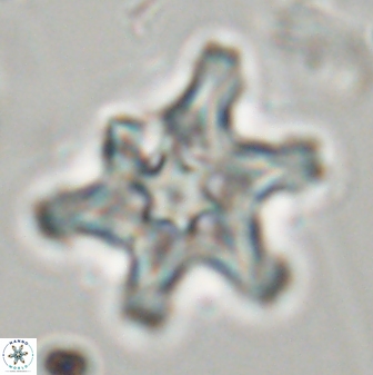 Discoaster diplasiastike 32546