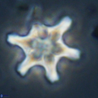 Discoaster diplasiastike 32549