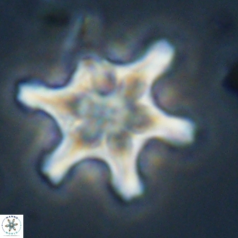 Discoaster diplasiastike 32549