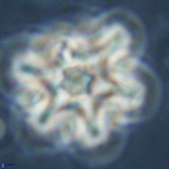 Discoaster diplasiastike 32550