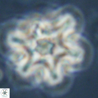 Discoaster diplasiastike 32550