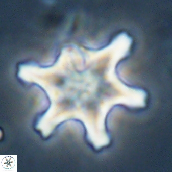 Discoaster diplasiastike 32551