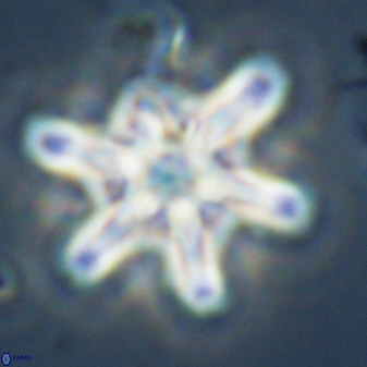 Discoaster diplasiastike 32552