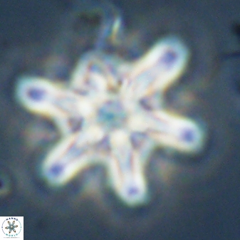 Discoaster diplasiastike 32552