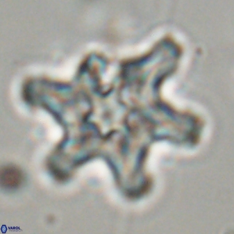 Discoaster diplasiastike 32554