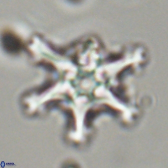 Discoaster diplasiastike 32557