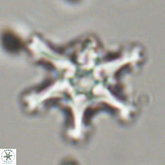 Discoaster diplasiastike 32557