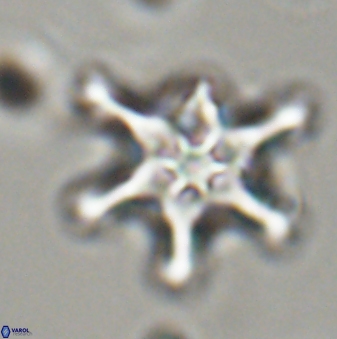 Discoaster diplasiastike 32558