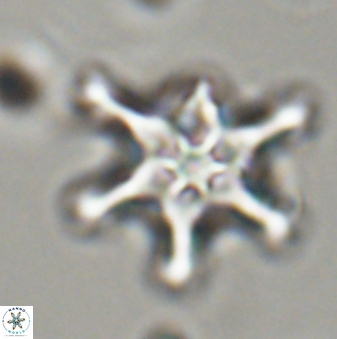 Discoaster diplasiastike 32558
