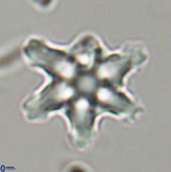 Discoaster diplasiastike 32560