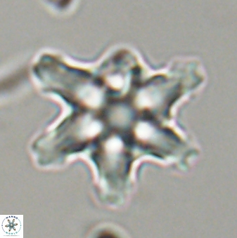 Discoaster diplasiastike 32560