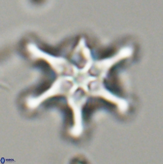 Discoaster diplasiastike 32561