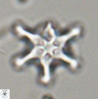 Discoaster diplasiastike 32561
