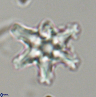 Discoaster diplasiastike 32563