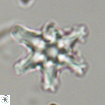 Discoaster diplasiastike 32563