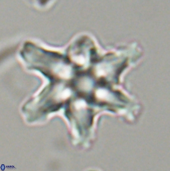 Discoaster diplasiastike 32564