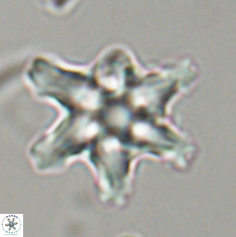 Discoaster diplasiastike 32564