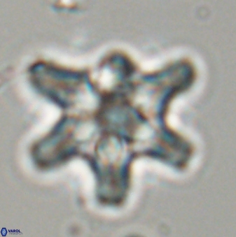 Discoaster diplasiastike 32565