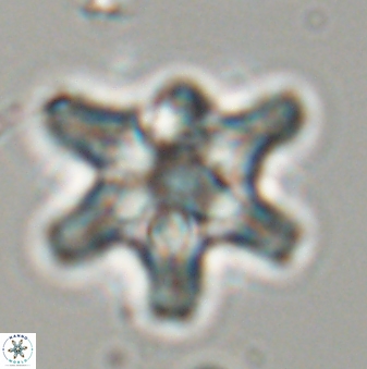 Discoaster diplasiastike 32565