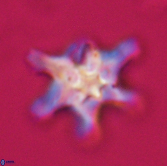 Discoaster diplasiastike 32566