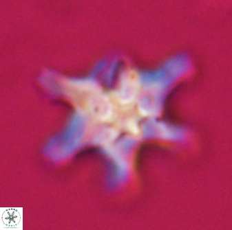 Discoaster diplasiastike 32566