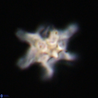 Discoaster diplasiastike 32569