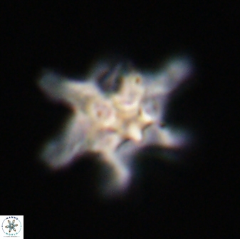 Discoaster diplasiastike 32569