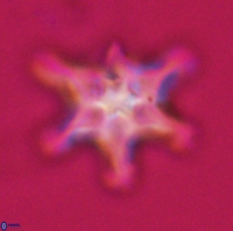 Discoaster diplasiastike 32570