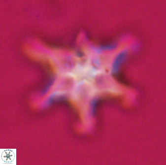 Discoaster diplasiastike 32570