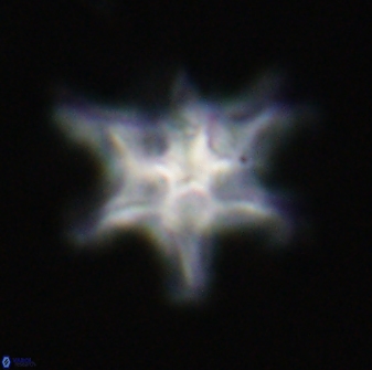 Discoaster diplasiastike 32571