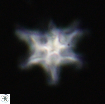 Discoaster diplasiastike 32571