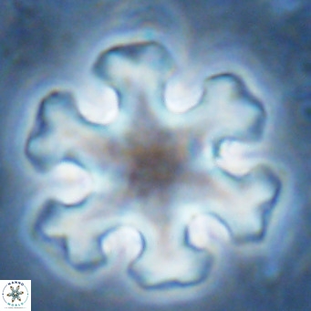 Discoaster emblematicus VR 17259